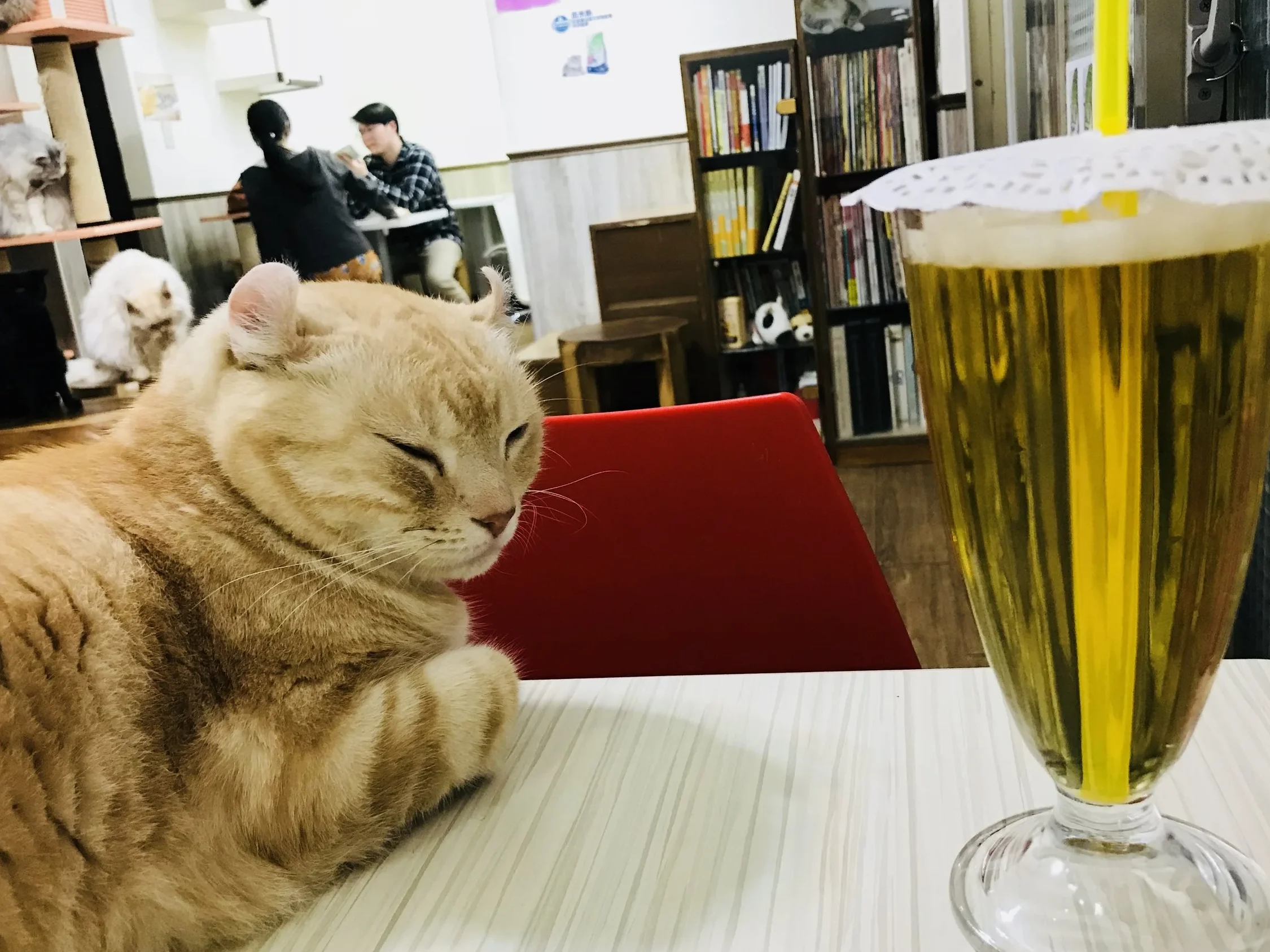 KAFE GENKI 1 kafe genki
