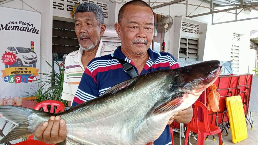 Patin Hot Segamat 1 patin hot segamat